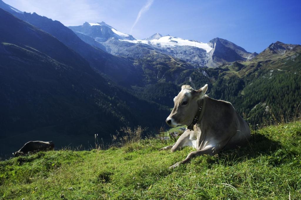 فندق Brixnerhof Im Zillertal سخليترس المظهر الخارجي الصورة